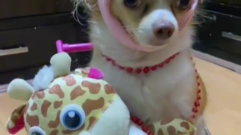 So cute dog❤❤❤❤❤❤
