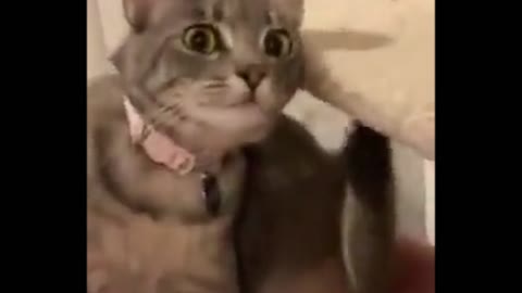 Funny cat