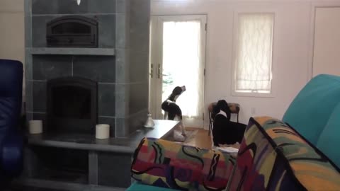 What Do Dogs Do After You Leave? This Sums It Up Original Video