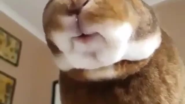Cute Pets And Funny Animals Compilation #81 - Pets Garden