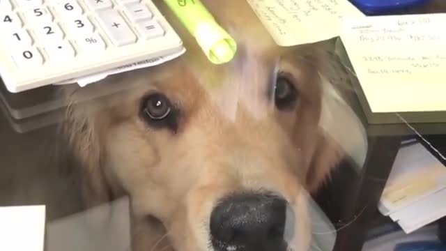 A dog in office with owner