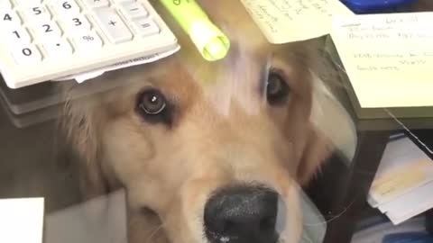 A dog in office with owner