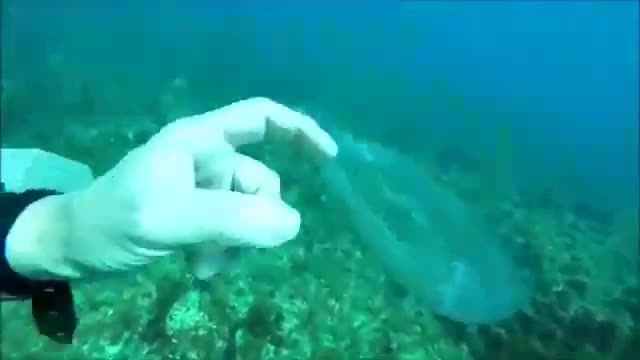 Small and transparent fish