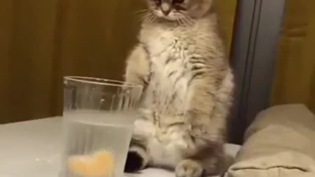 Werry funny cat you views sipper funny video