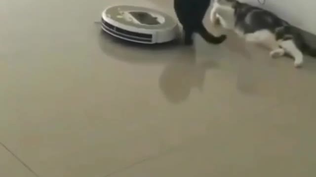 Best cat movement: intelligence