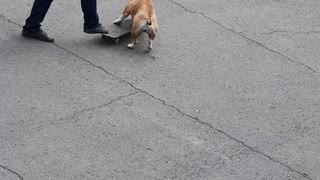 Skateboarding Bulldog Carves up Car Park