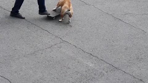 Skateboarding Bulldog Carves up Car Park