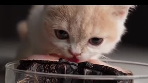 The cute cat ate the crocodile's tail