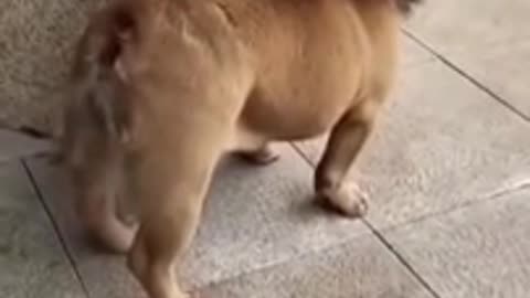 Funny Dog Video 10