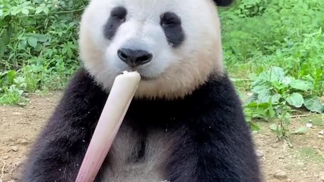 Giant pandas that eat bamboo