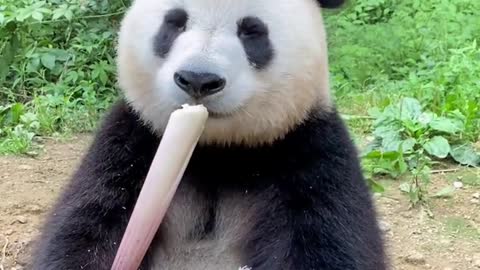 Giant pandas that eat bamboo