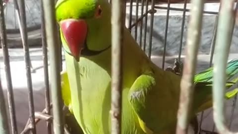 Talking parrot