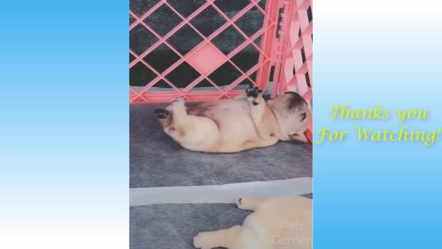 hilarious cat and dog videos
