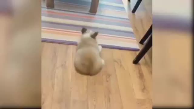 Cutest dogs and puppies in the world video 10