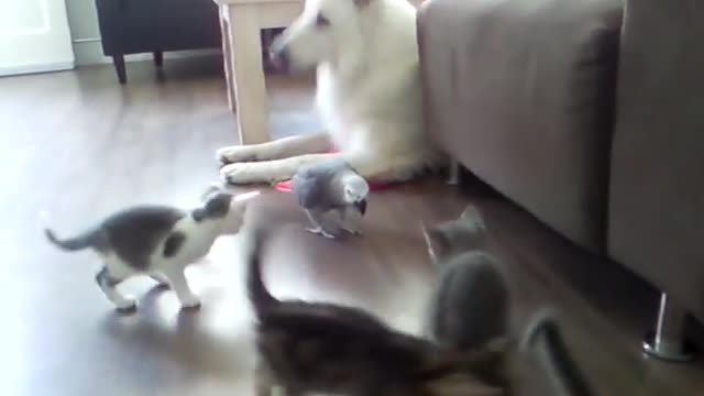 parrot meets the first foster kittens litter