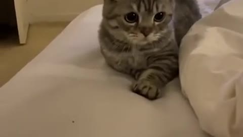 What a look by a Cute cat.