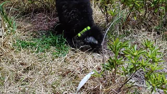 a dog in the grass