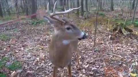 freezing deer
