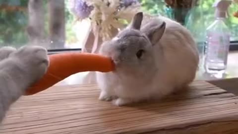 Waiter! Bring me food!