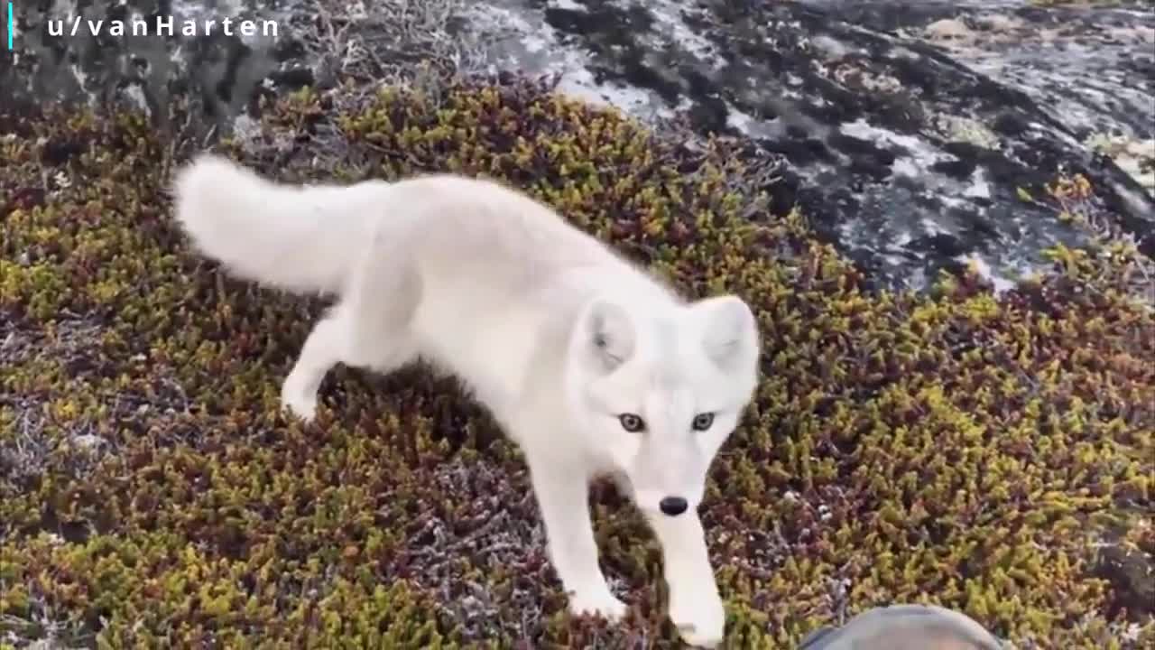 animais super animados