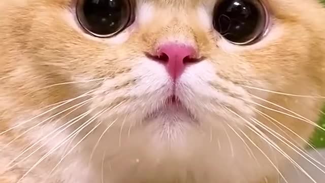 Cute cat with innocent eyes