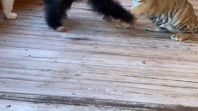 #playtime #playdate #cute #cuteanimals #smile #chimp #chimpanzee #tiger #babyanimals #wrestling