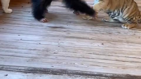 #playtime #playdate #cute #cuteanimals #smile #chimp #chimpanzee #tiger #babyanimals #wrestling