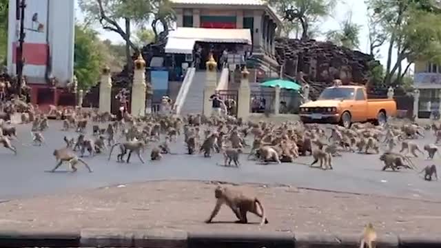 Monkeys In Thailand Fight Over Food