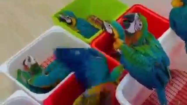 Diffrent colours parrot | colourfull parrot |other country parrot |