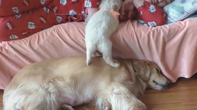 new funny Funniest Cats and Dogsvideo,2021