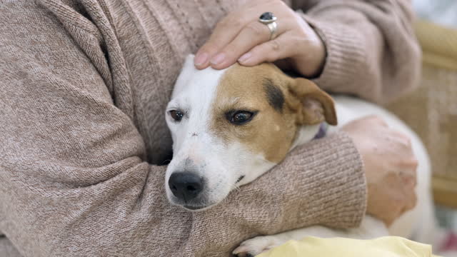 Older Woman Petting Her Dog Head With Love