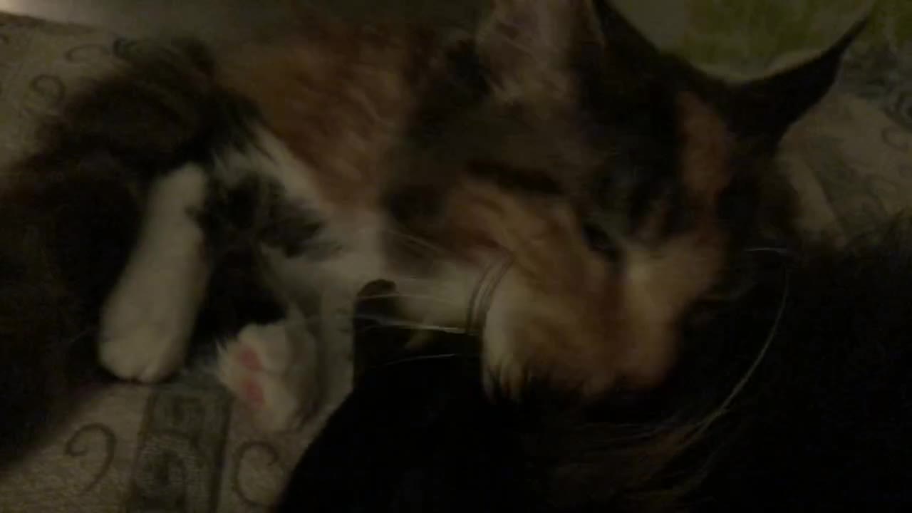Who said that a cat cannot be friends with a dog?