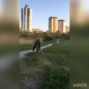 Extremely athletic doggy soars over 3 meters in the air