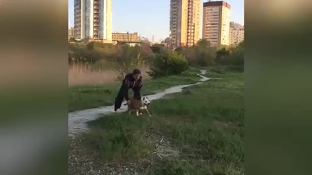 Extremely athletic doggy soars over 3 meters in the air