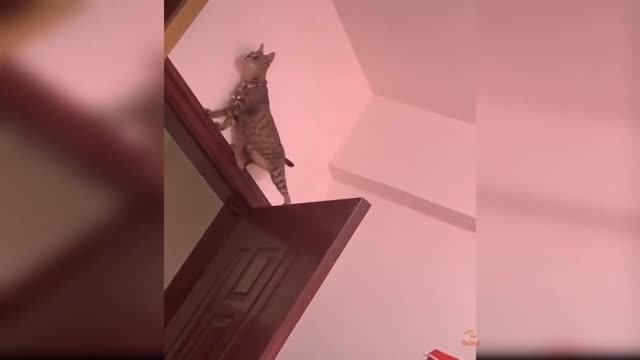 the funniest cat🤣