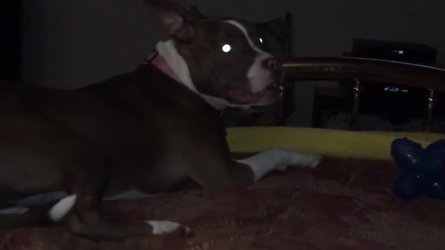 Brown dog runs around on red bed sheets barking in dark