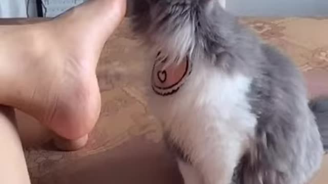 Cat licks foot and faints