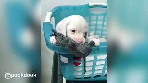 Adorable Beagle Puppy With His Toy