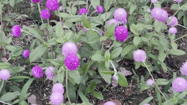 The flowers on the roadside are very beautiful, and I feel happy