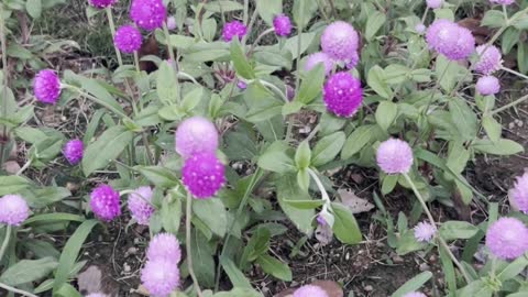 The flowers on the roadside are very beautiful, and I feel happy