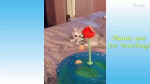 Funny Cats and Cute Kittens Compilation 2021_6