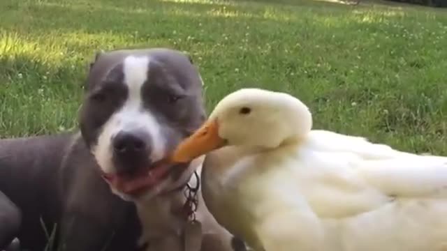 Duck playing with Pitbull! very cute