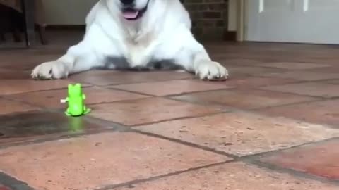 Reaction of funny dog to a rubber frog 😂🤣