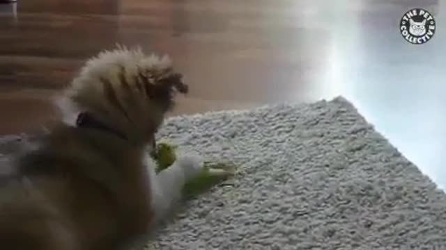 Dog love parrot | Funny video |