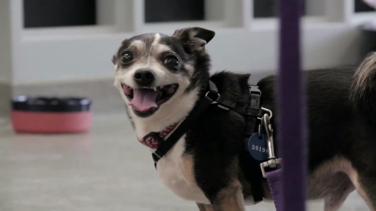 Frantic Dog On Leash