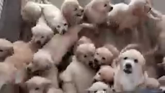 Beautiful Dogs Funnlu dogs puppies