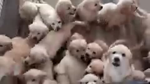 Beautiful Dogs Funnlu dogs puppies