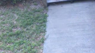 Doggo Takes a Dive Into Bushy Bed