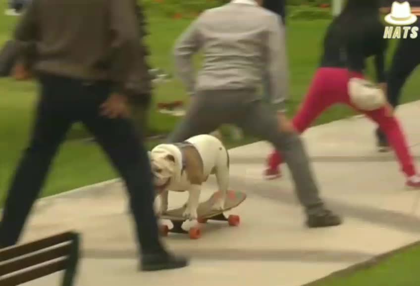 Dog Adorably Skateboards Under Tunnel Of People