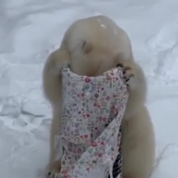 Where is the Damn cookies !!! 😂🤣